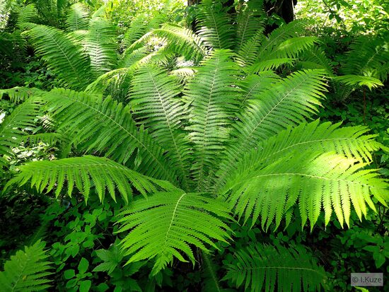 Matteuccia struthiopteris